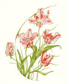 tulp-rand-zonder-(1)-Compositie-roze-tulpen.-K